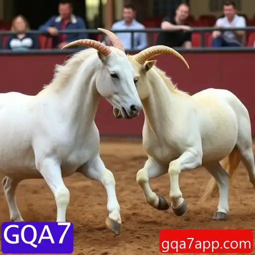 Rinha de galos
